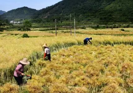 秸稈禁燒季 | 禁止一切露天焚燒秸稈行為！附縣政府禁燒通告、鎮(zhèn)政府倡議書